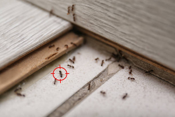 Trusted Camilla, GA Pest Control Experts